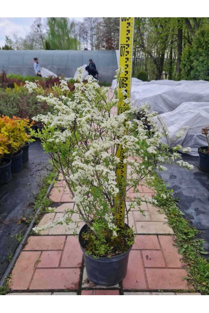 Спірея гострозазубрена / Аргута - 5л/вис.50-70см/Ø30-40см